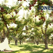 real estate market in kelowna 2026